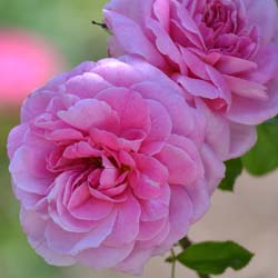 Rosa Gertrude Jekyll